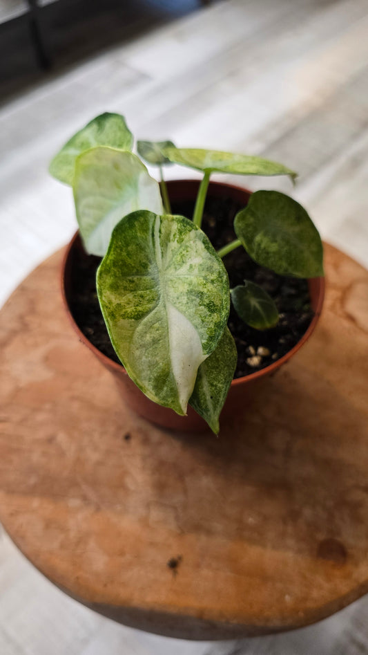 Alocasia Ninja Tricolor