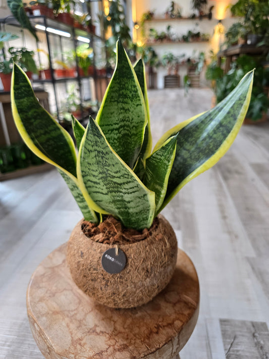 Sansevieria trifasciata