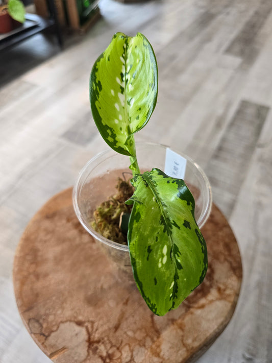 Dieffenbachia Crocodile (JP)