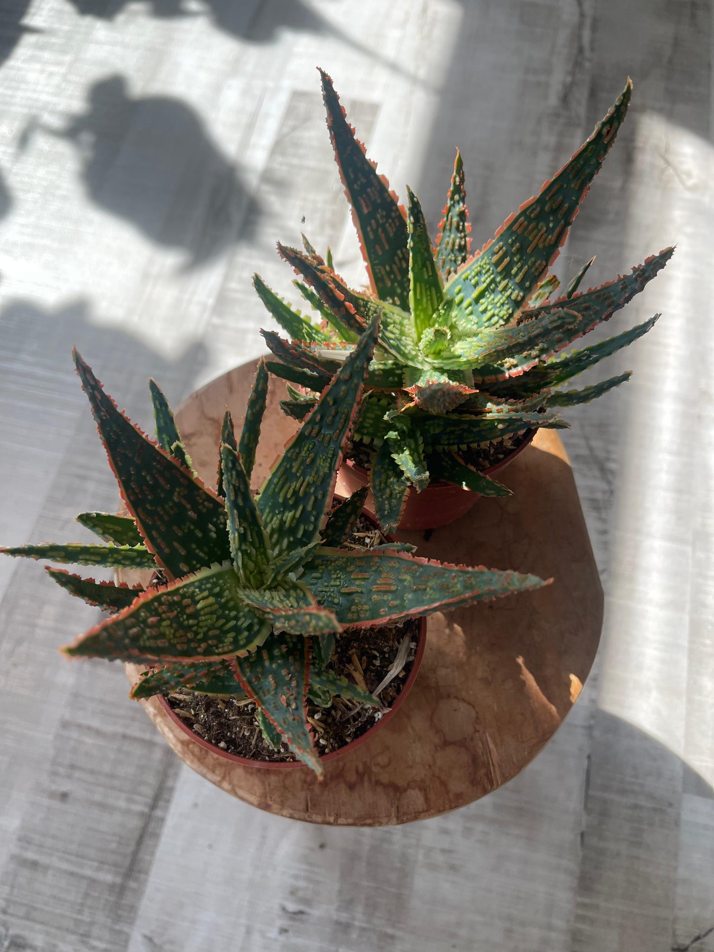 Aloe zebrina Danyz