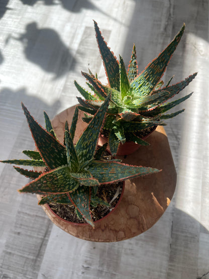 Aloe zebrina Danyz