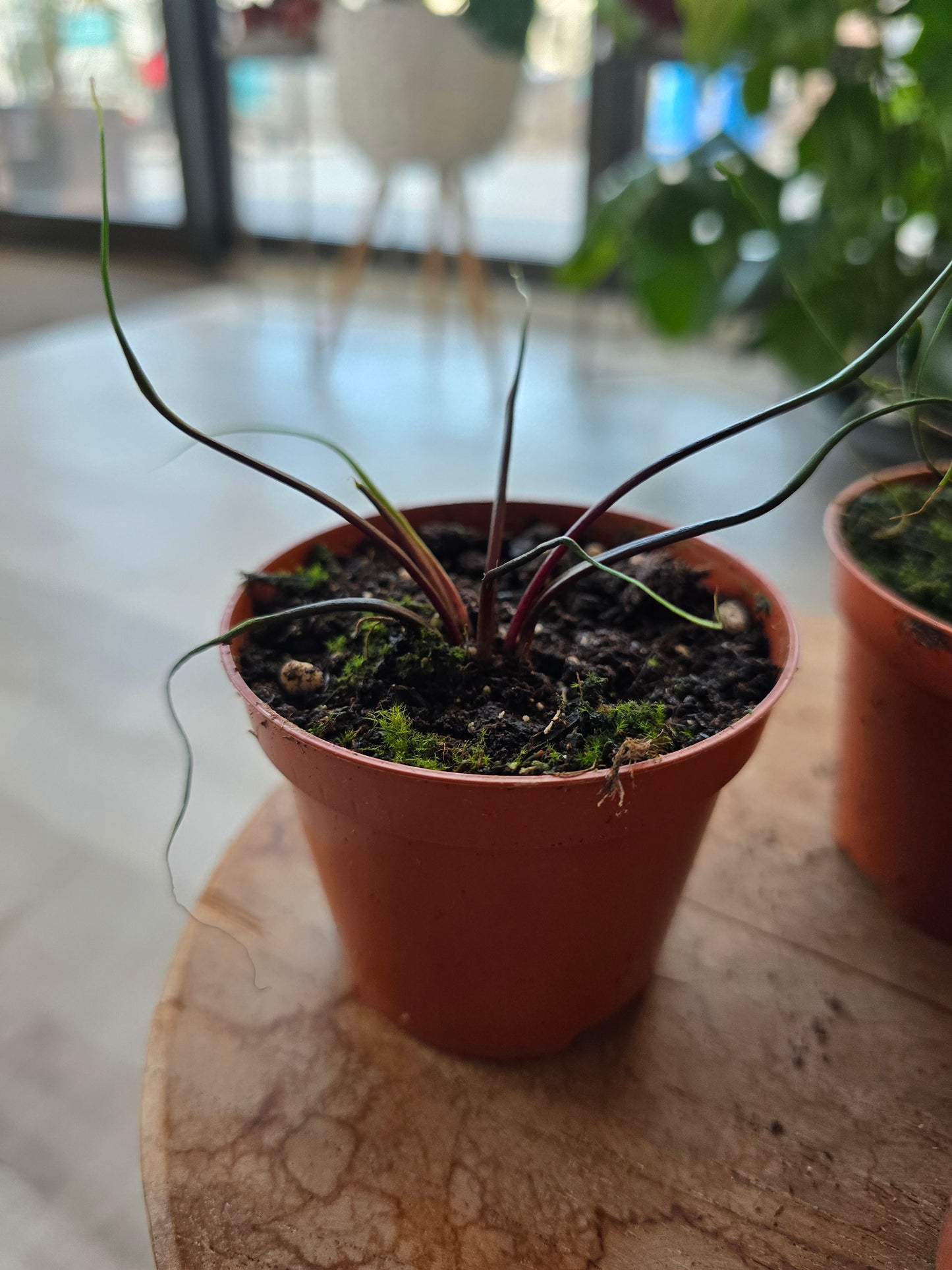 Alocasia plumbea 'Flying Squid'