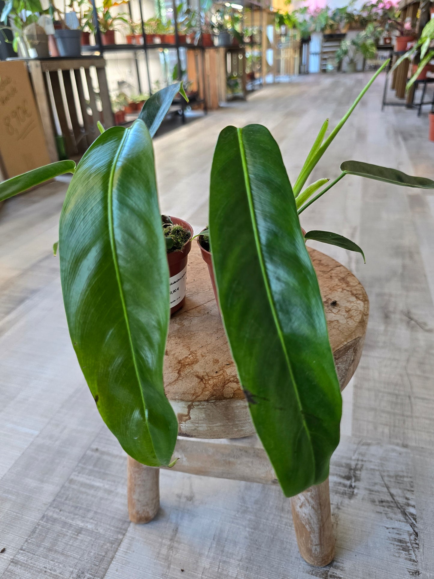 Philodendron patriciae