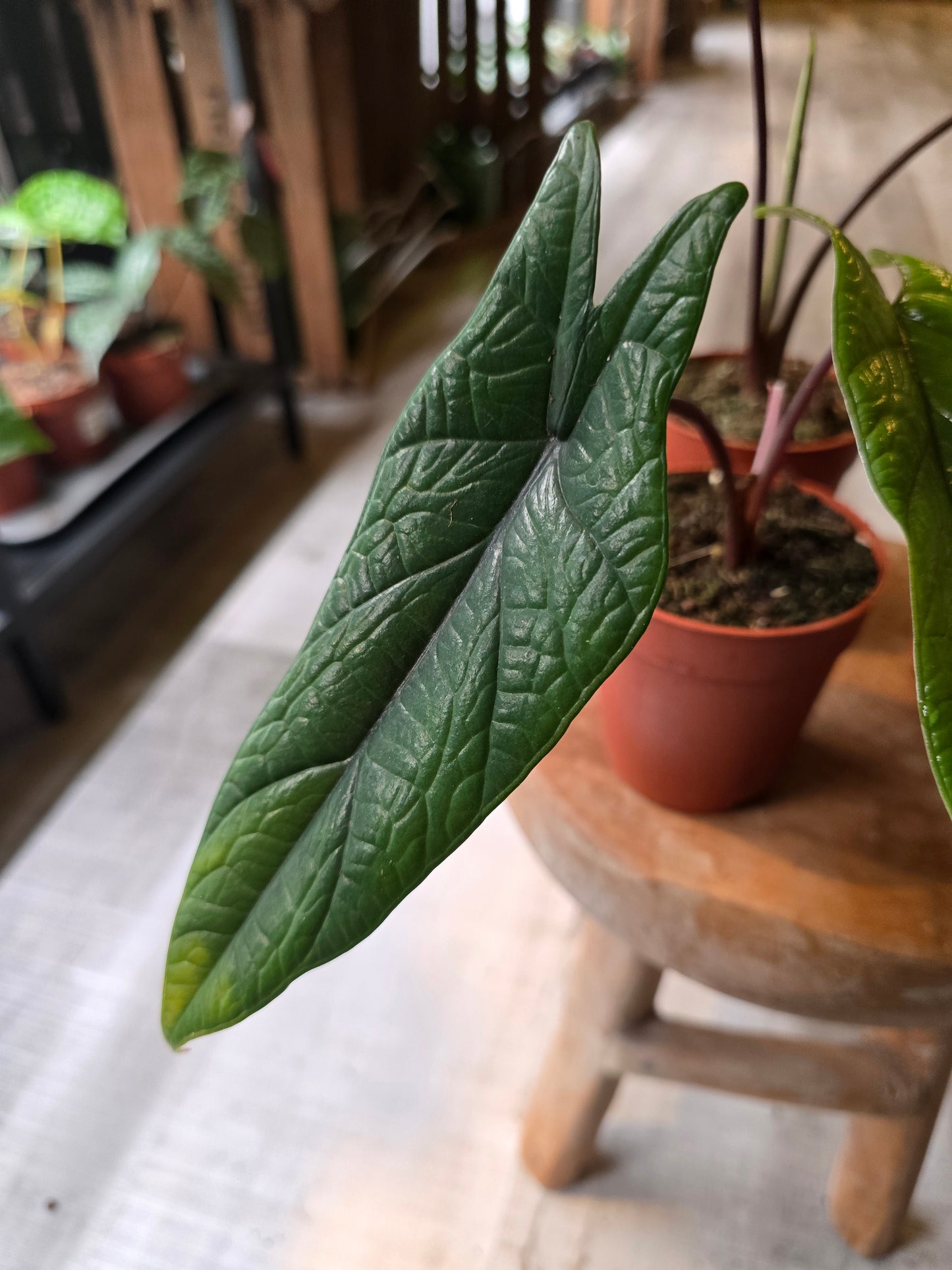 Alocasia Scalprum
