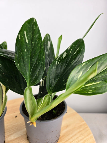 Monstera standleyana (Philodendron Cobra)