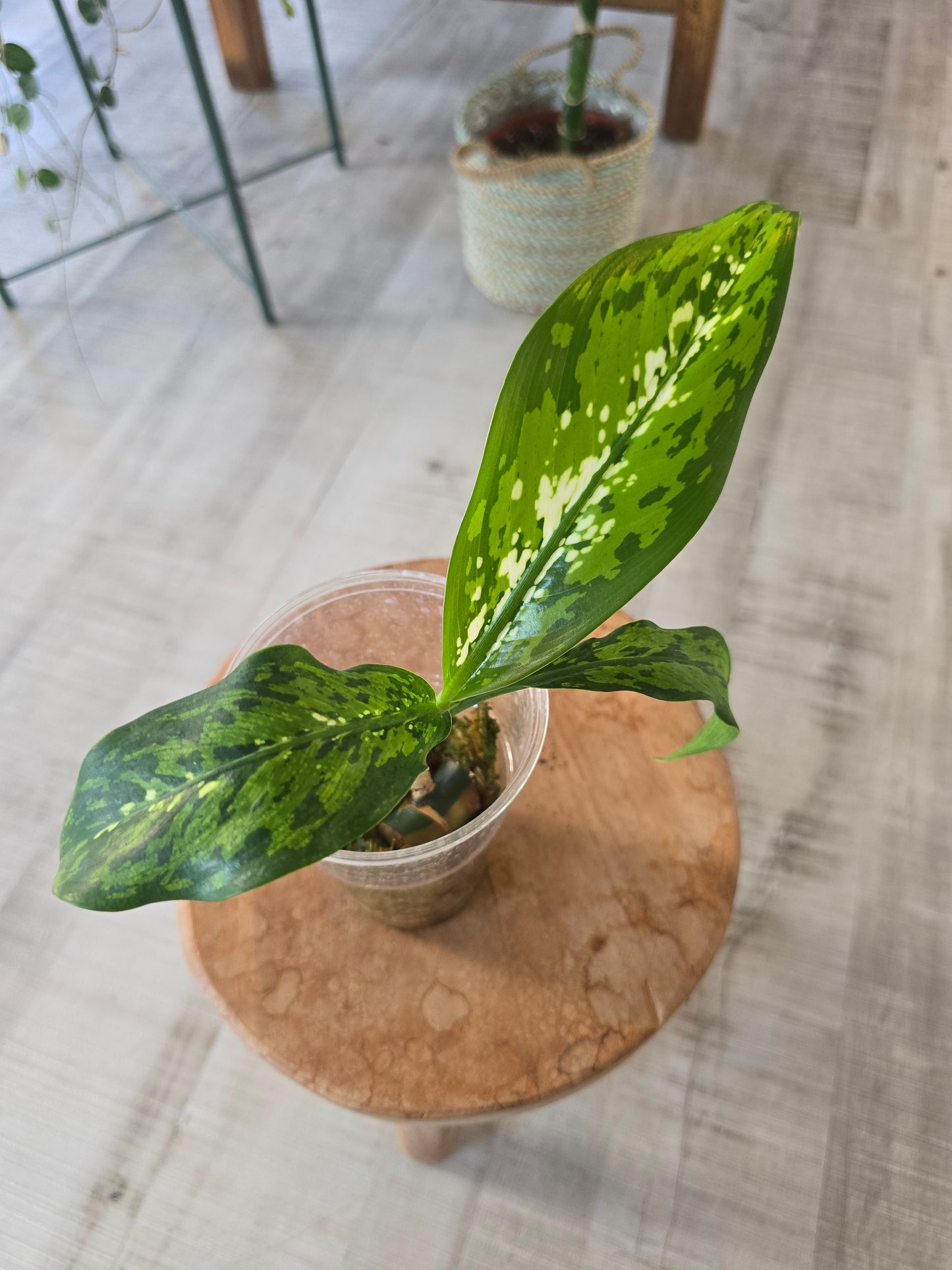 Dieffenbachia Crocodile (JP)
