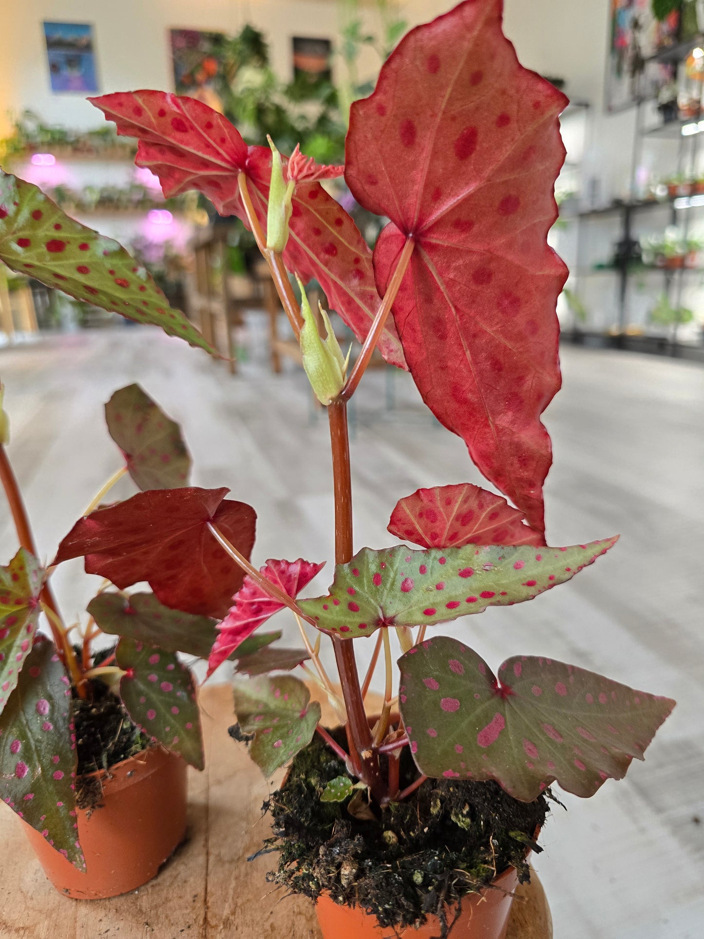 Begonia Amphioxus x Malachosticta