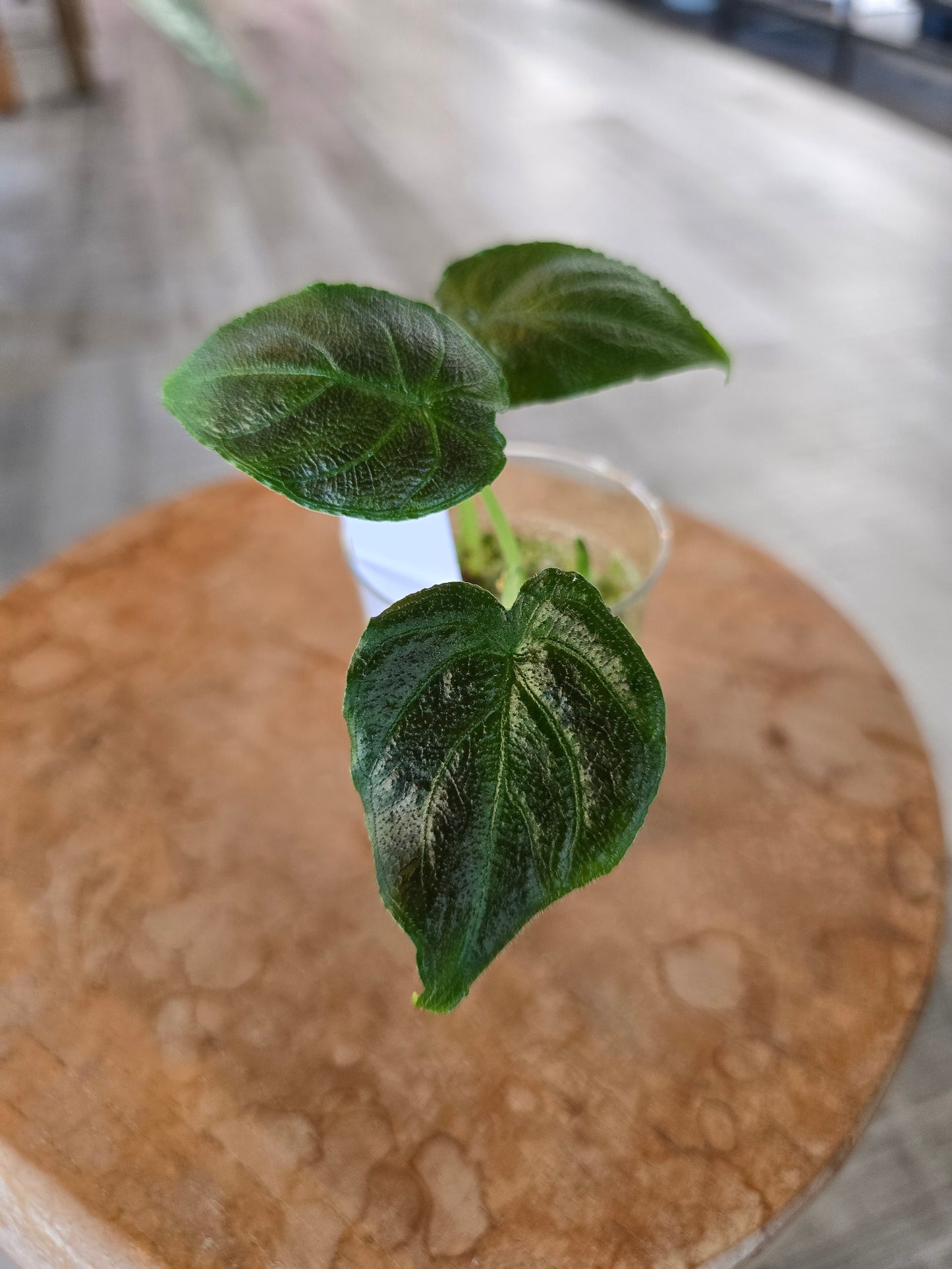 Alocasia Antoro Velvet (JP)