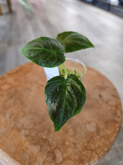 Alocasia Antoro Velvet (JP)