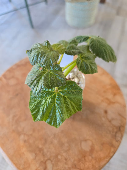 Begonia Boomer (RC6)