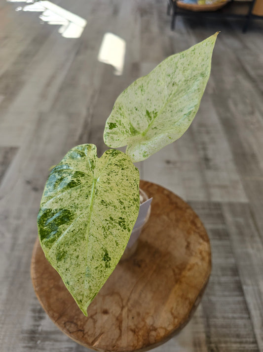 Alocasia Macrorrhiza Splash (JP1)