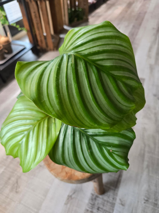 Calathea Orbifolia