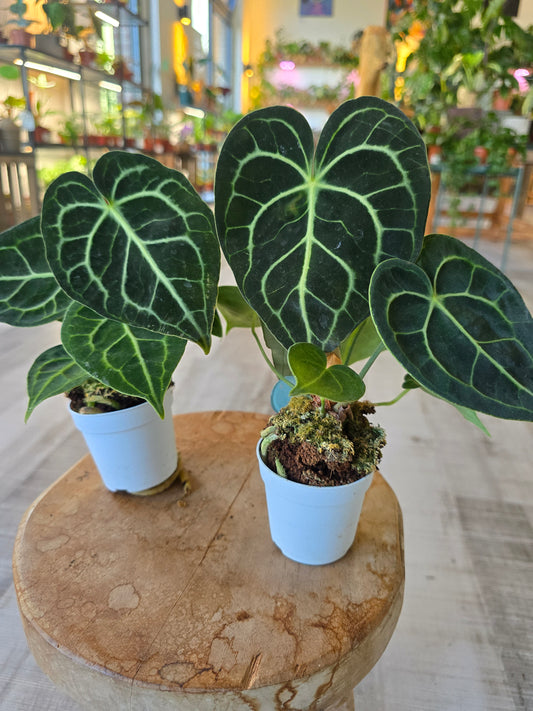 Anthurium clarinervium
