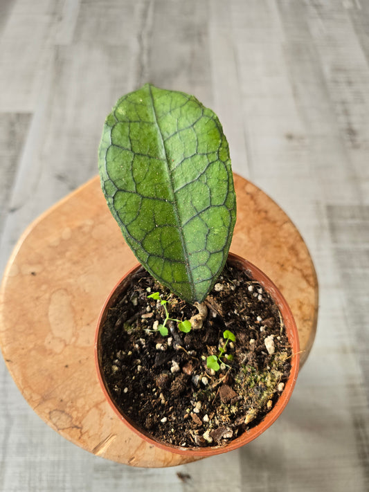 Hoya clemensiorum short leaf (LS 20)