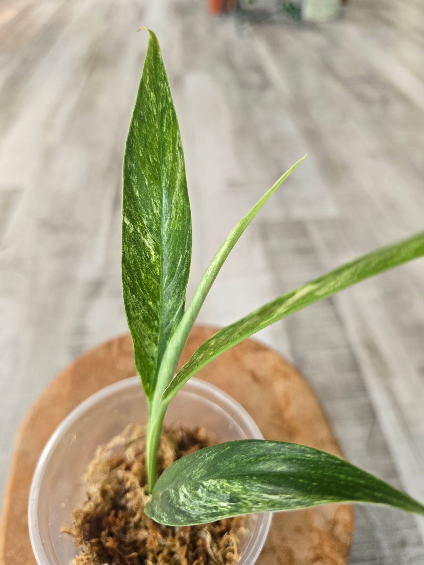 Rhaphidophora Megasperma variegata