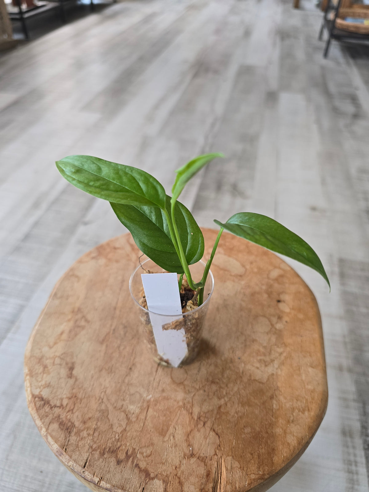 Monstera Obliqua Suriname