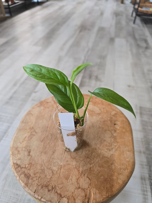 Monstera Obliqua Suriname (LS 18)