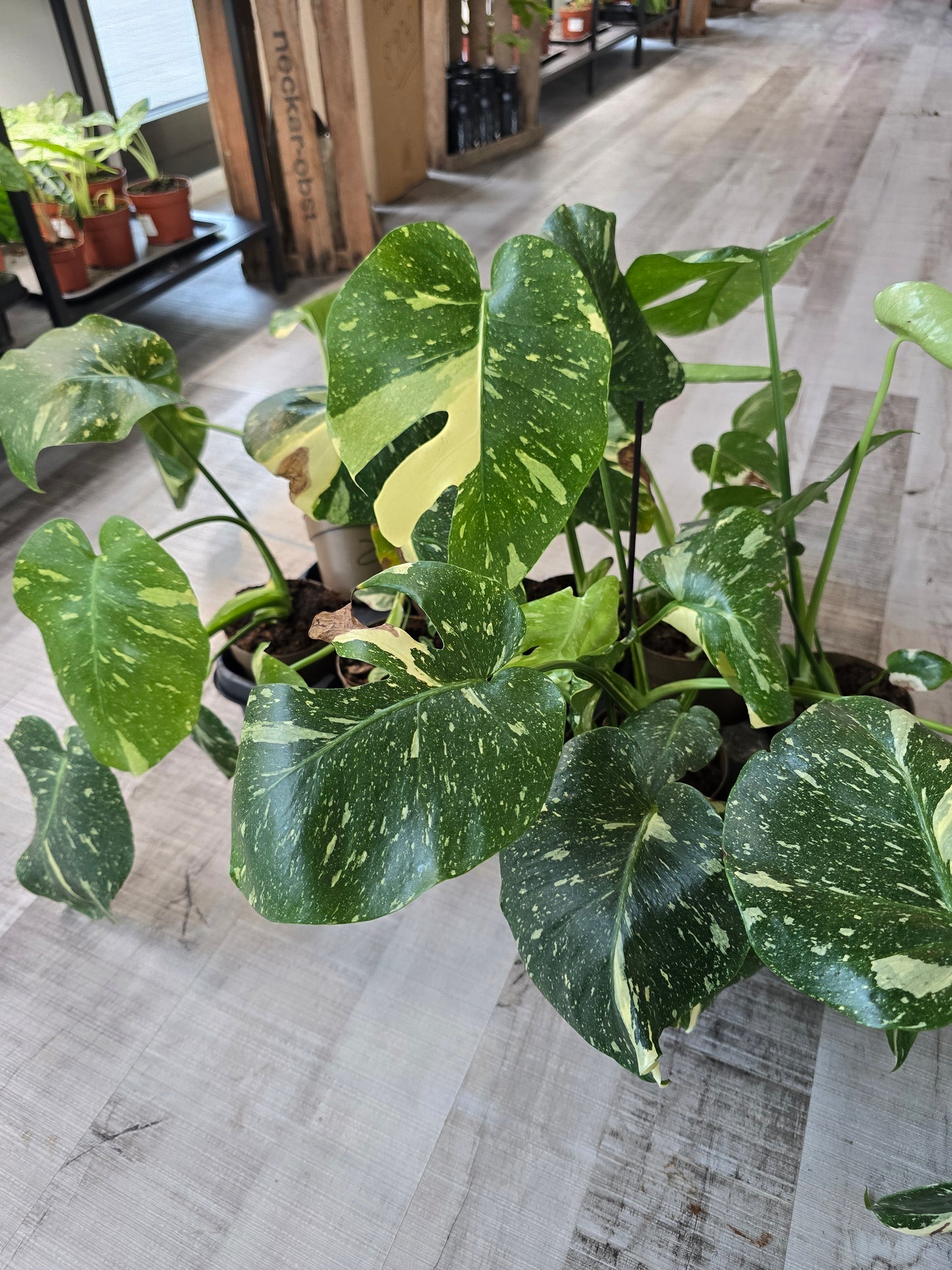 Monstera Thai Constellation (SC)