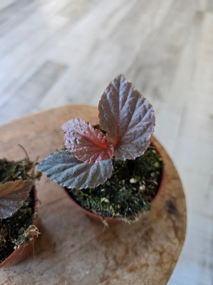 Begonia Lamriana silver