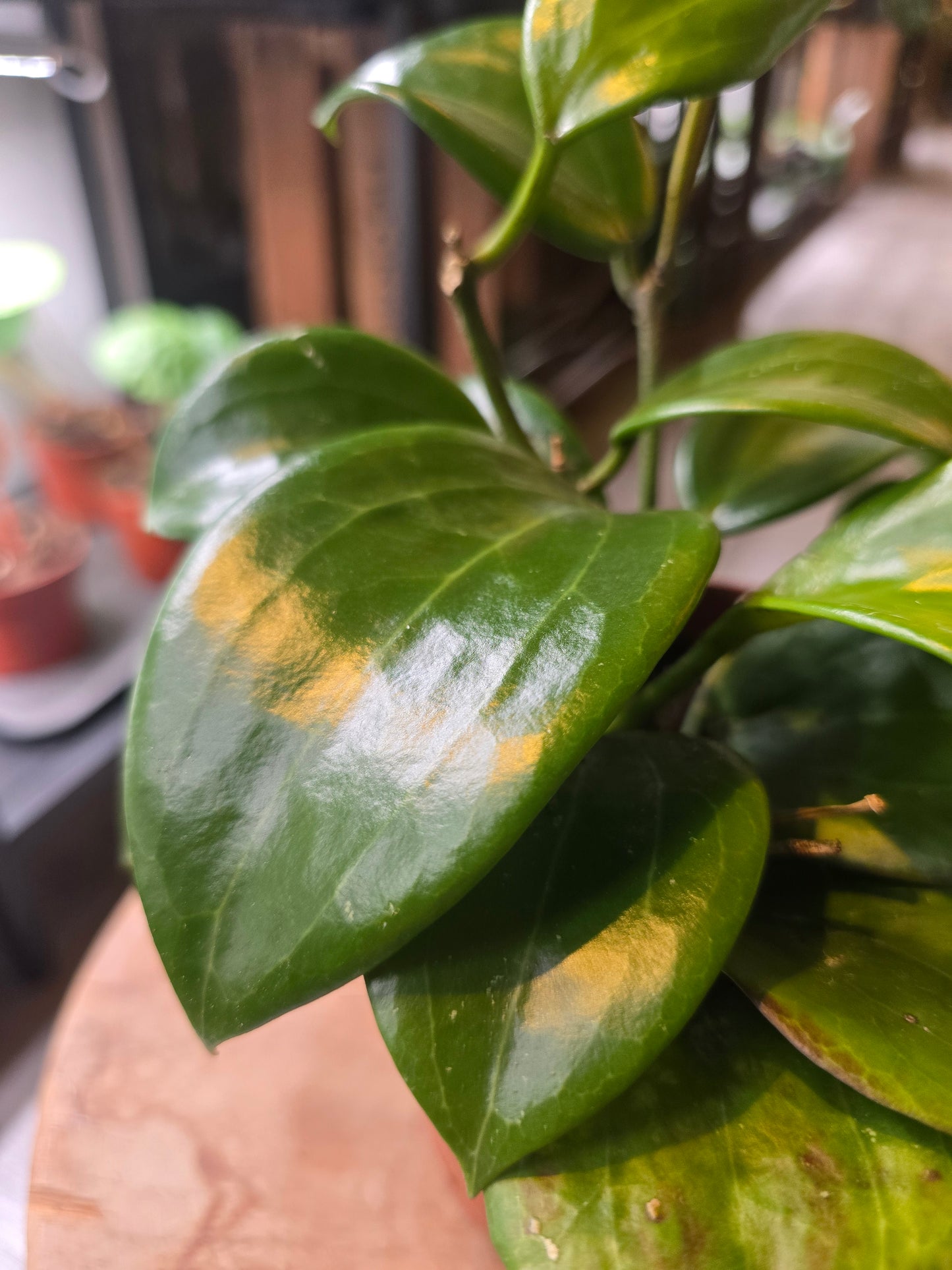 Hoya quinquenervia ‘Star of Madura’