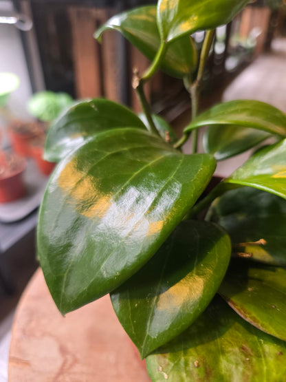 Hoya quinquenervia ‘Star of Madura’