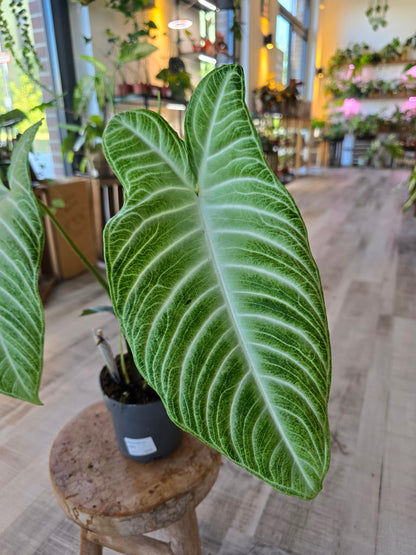 Xanthosoma Lindenii Mint