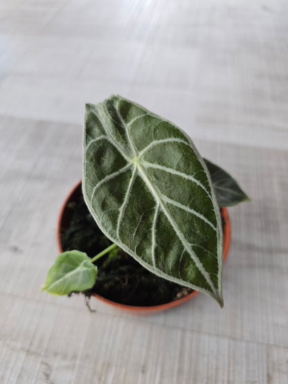 Alocasia Watsoniana 'Lightning'
