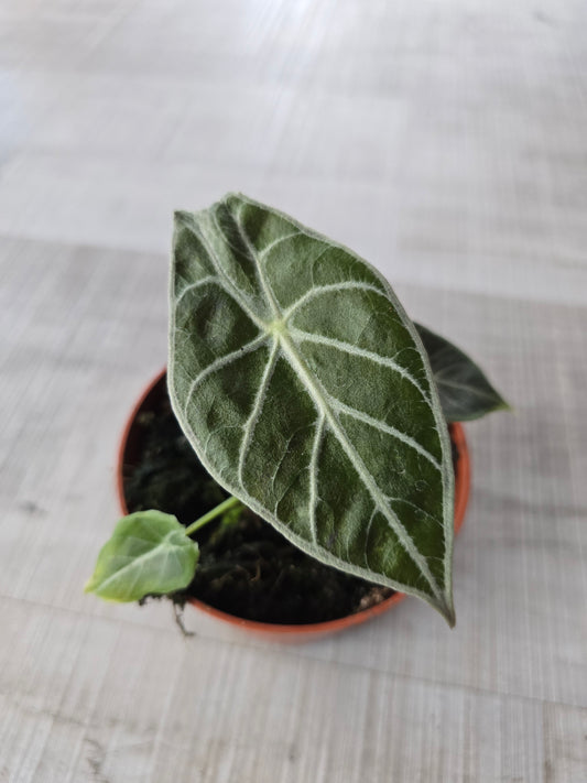 Alocasia Watsoniana 'Lightning'