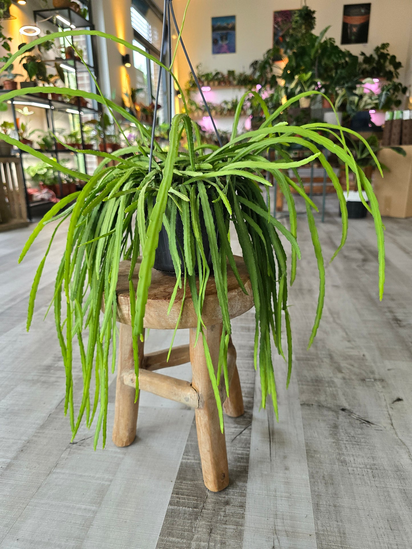 Lepismium bolivianum (syn. Pfeiffera boliviana)