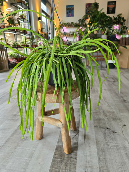 Lepismium bolivianum (syn. Pfeiffera boliviana)
