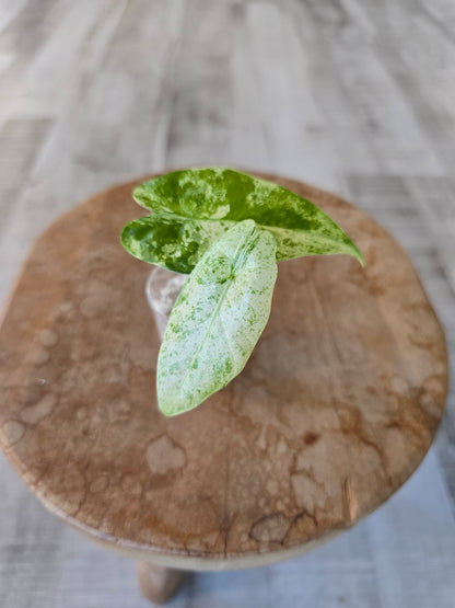 Alocasia Macrorrhiza Splash (JP)