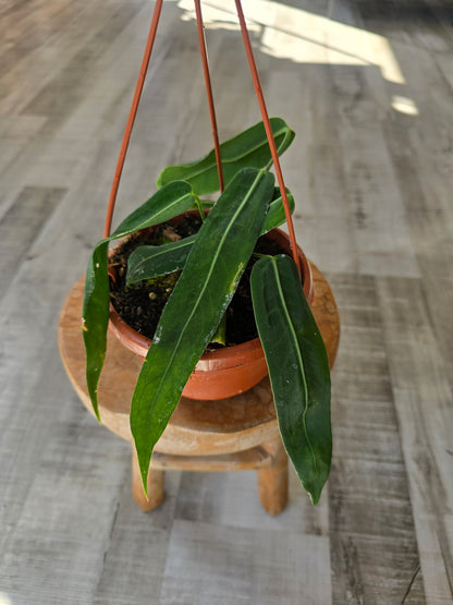Anthurium pallidiflorum