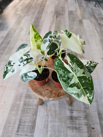 Alocasia micholitziana 'Frydek Variegata'