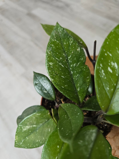 Hoya Carnosa Stardust