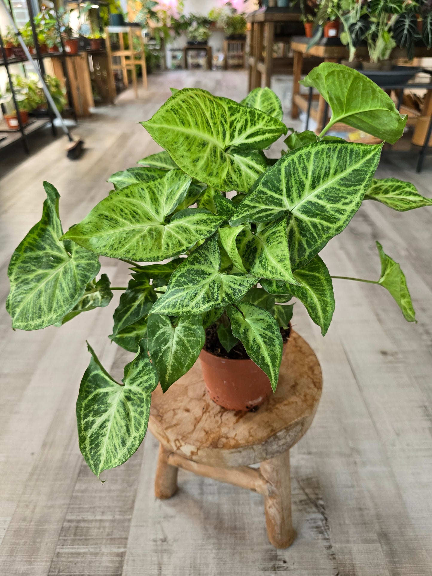 Syngonium Podophyllum 'Arrow'