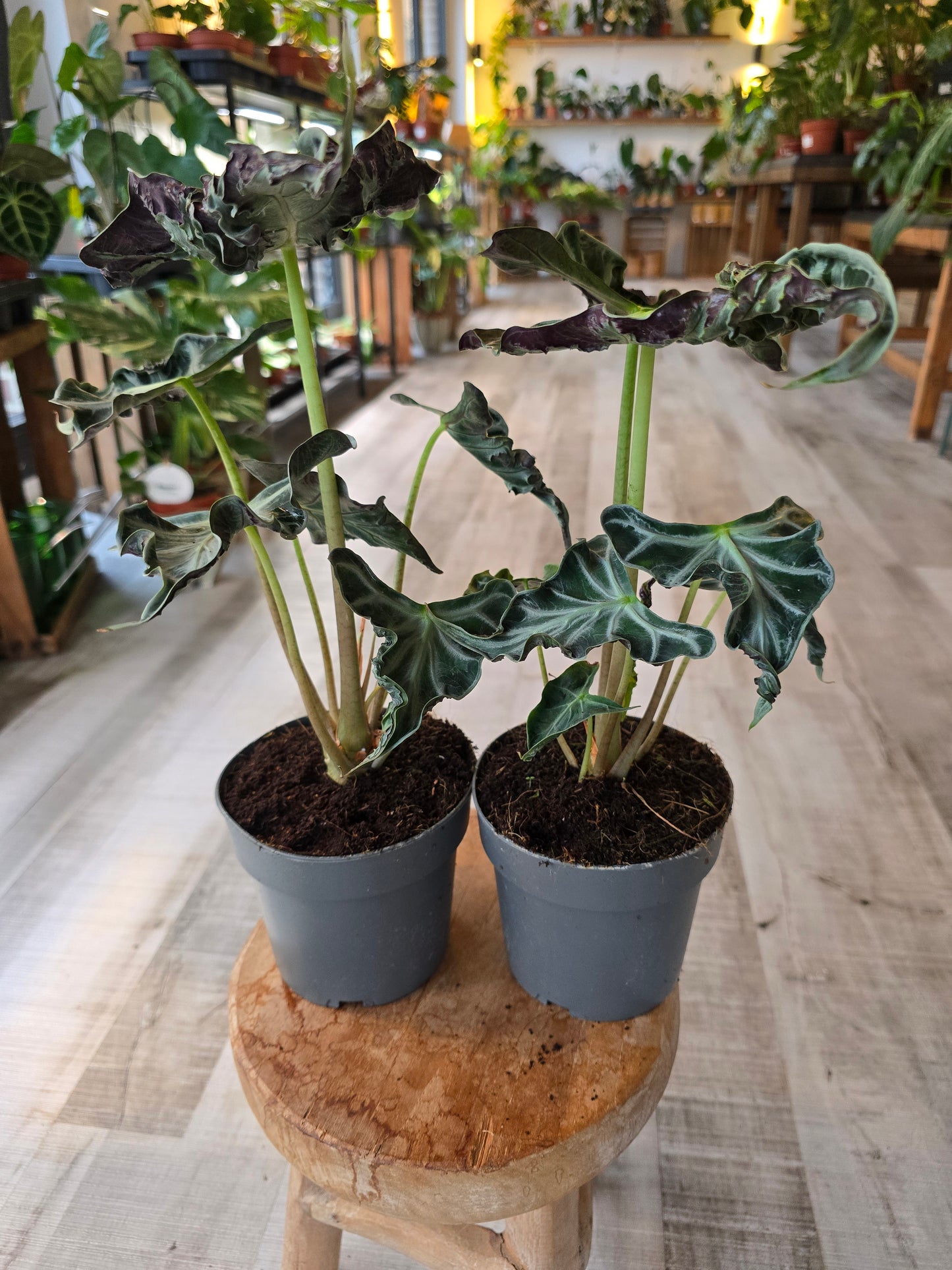 Alocasia 'Loco'