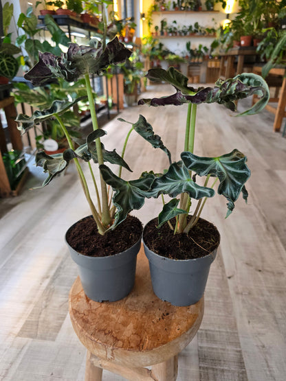 Alocasia 'Loco'