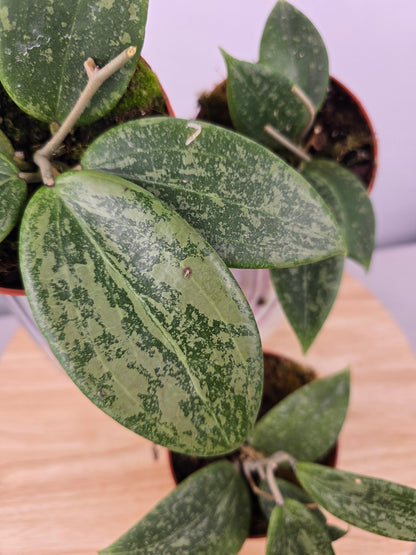 Hoya wibergiae