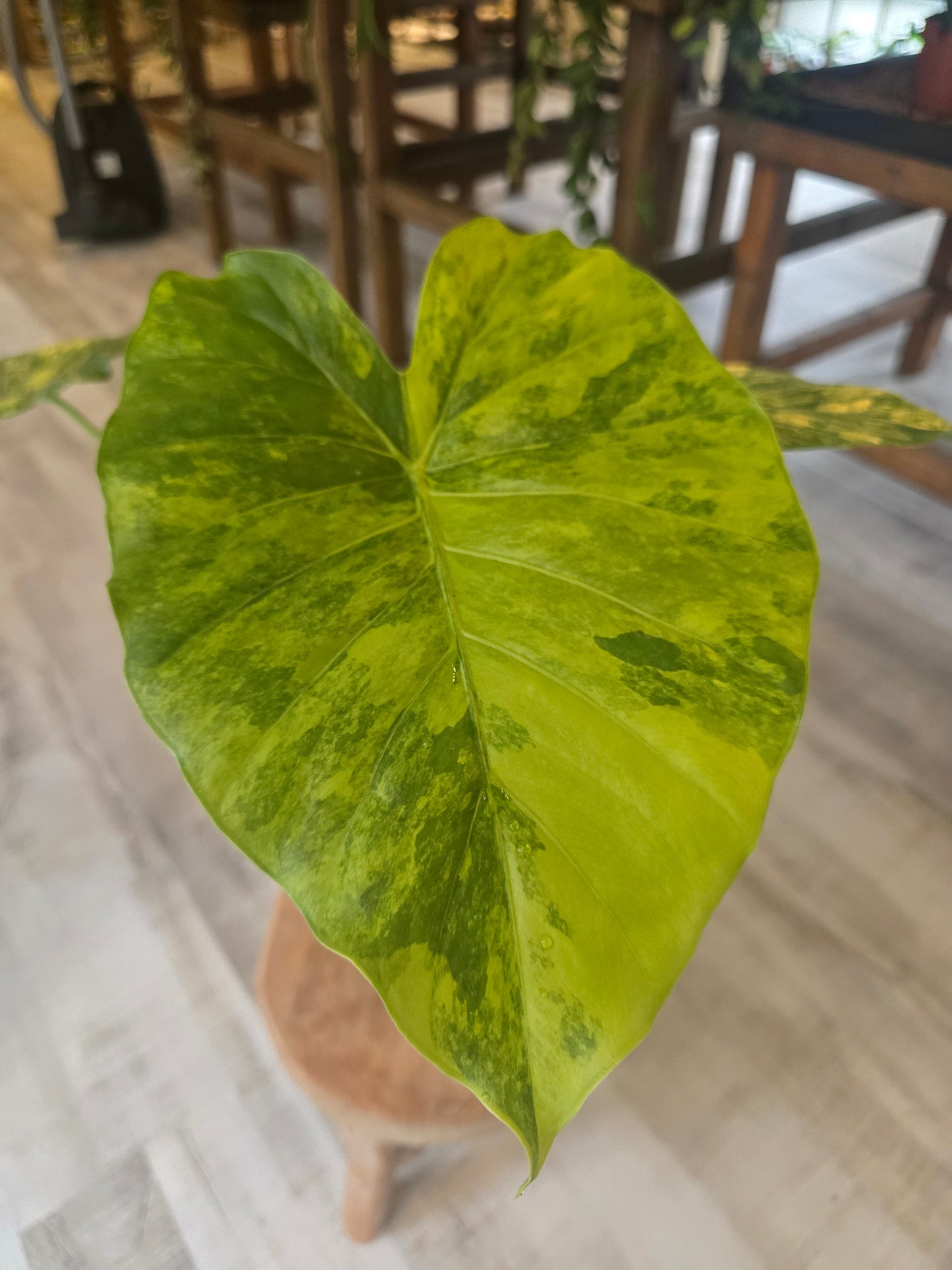 Alocasia macrorrhiza 'Aurea Variegata'
