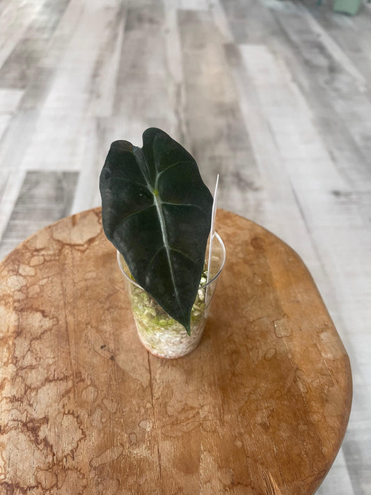 Alocasia Polly (JP)