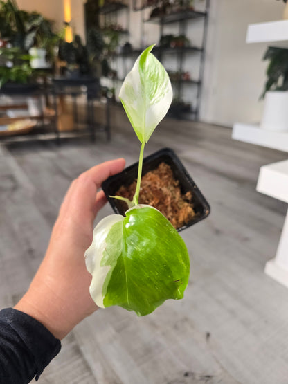 Monstera Borsigiana Albo (LS 8)