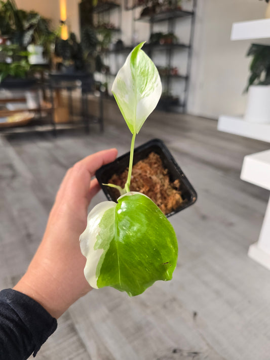 Monstera Borsigiana Albo (LS 8)