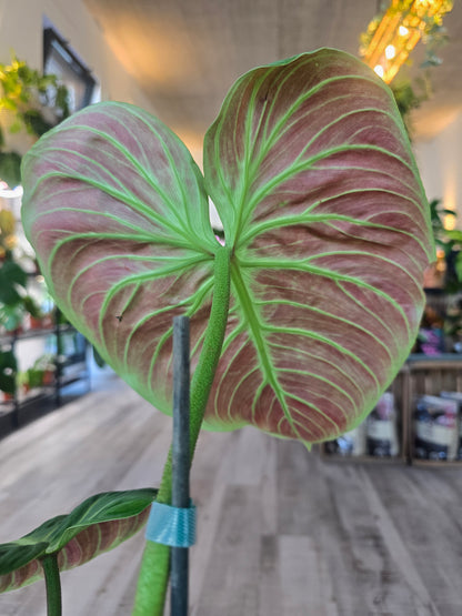 Philodendron El Choco Red