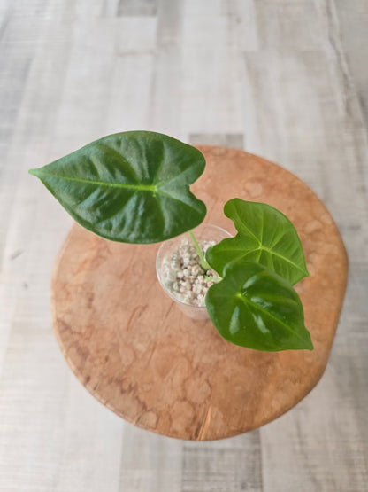 Alocasia Frydek (JP)