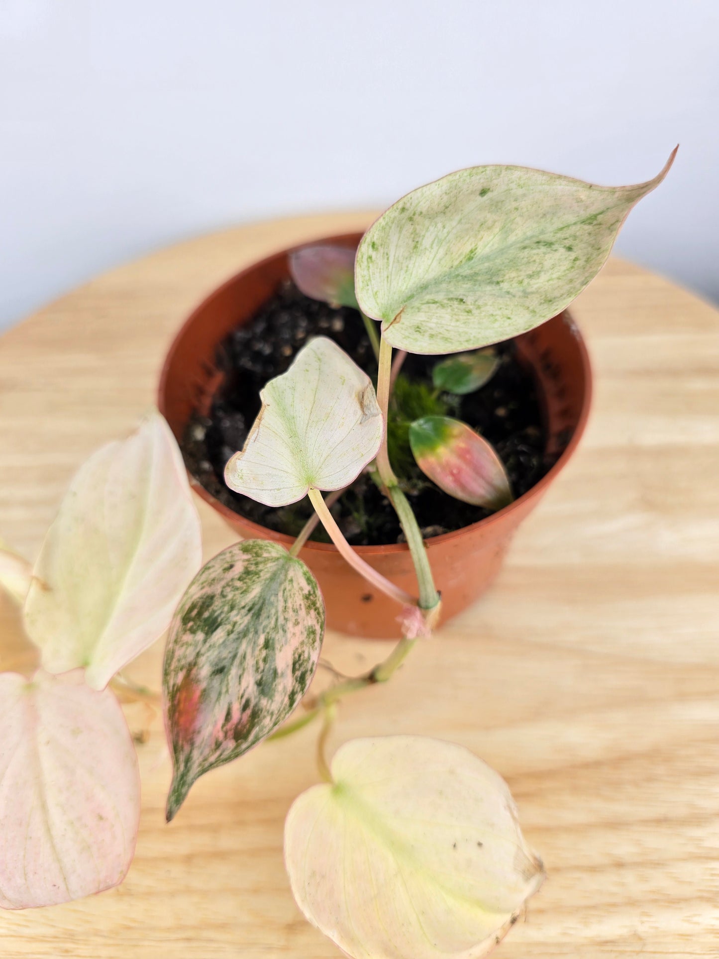 Philodendron scandens micans pink marble variegata