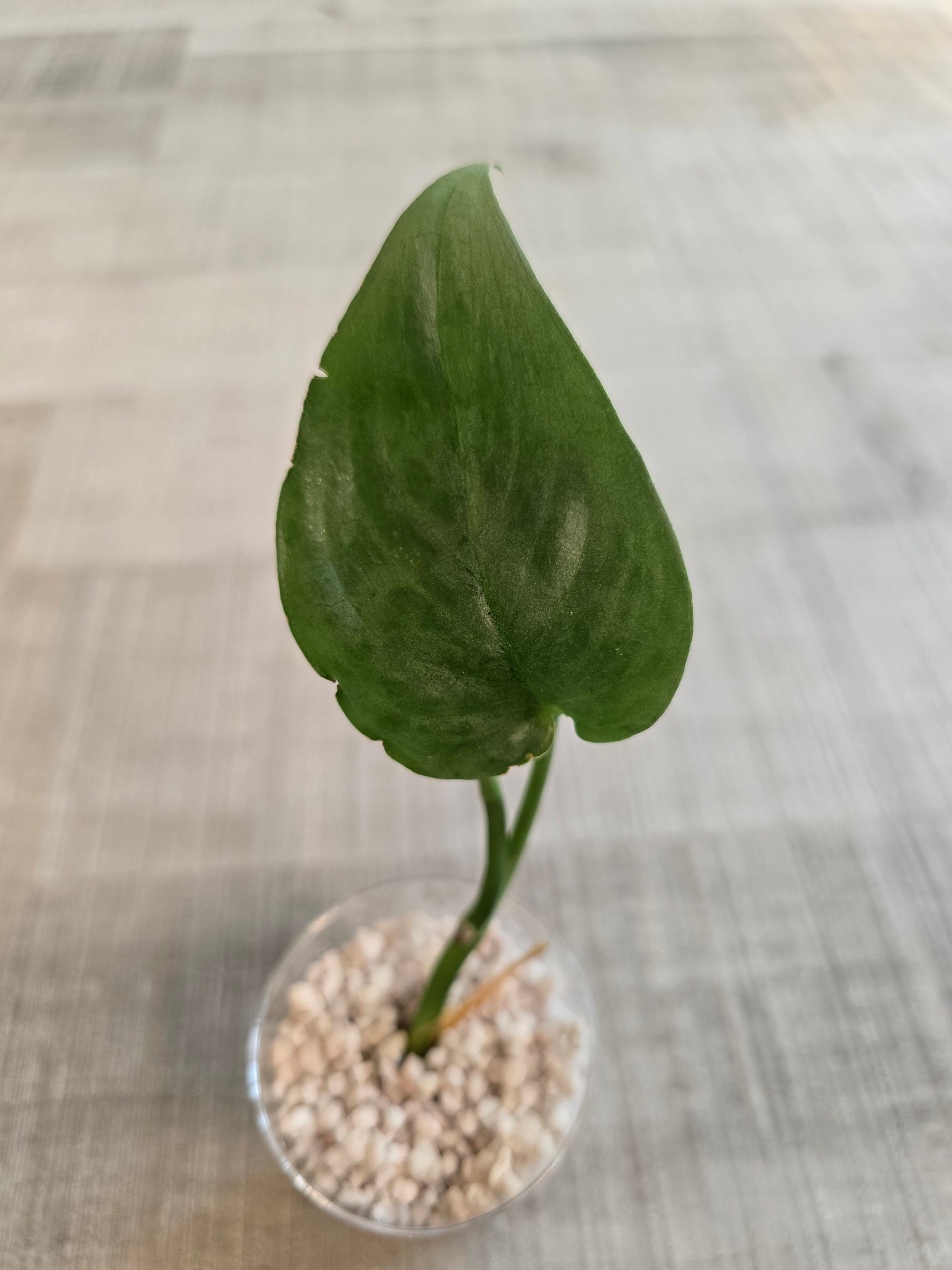 Scindapsus Silver Tattoo (RC)