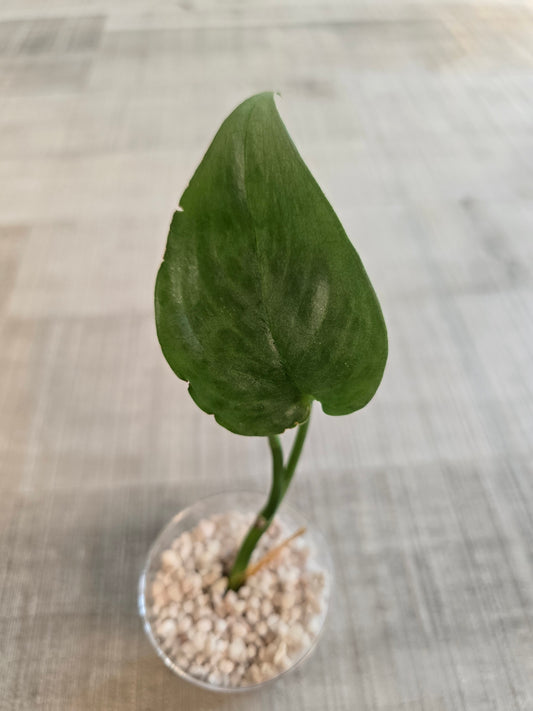 Scindapsus Silver Tattoo (RC)