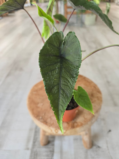 Alocasia Olanii