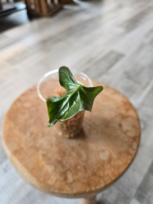 Alocasia Loco (JP1)