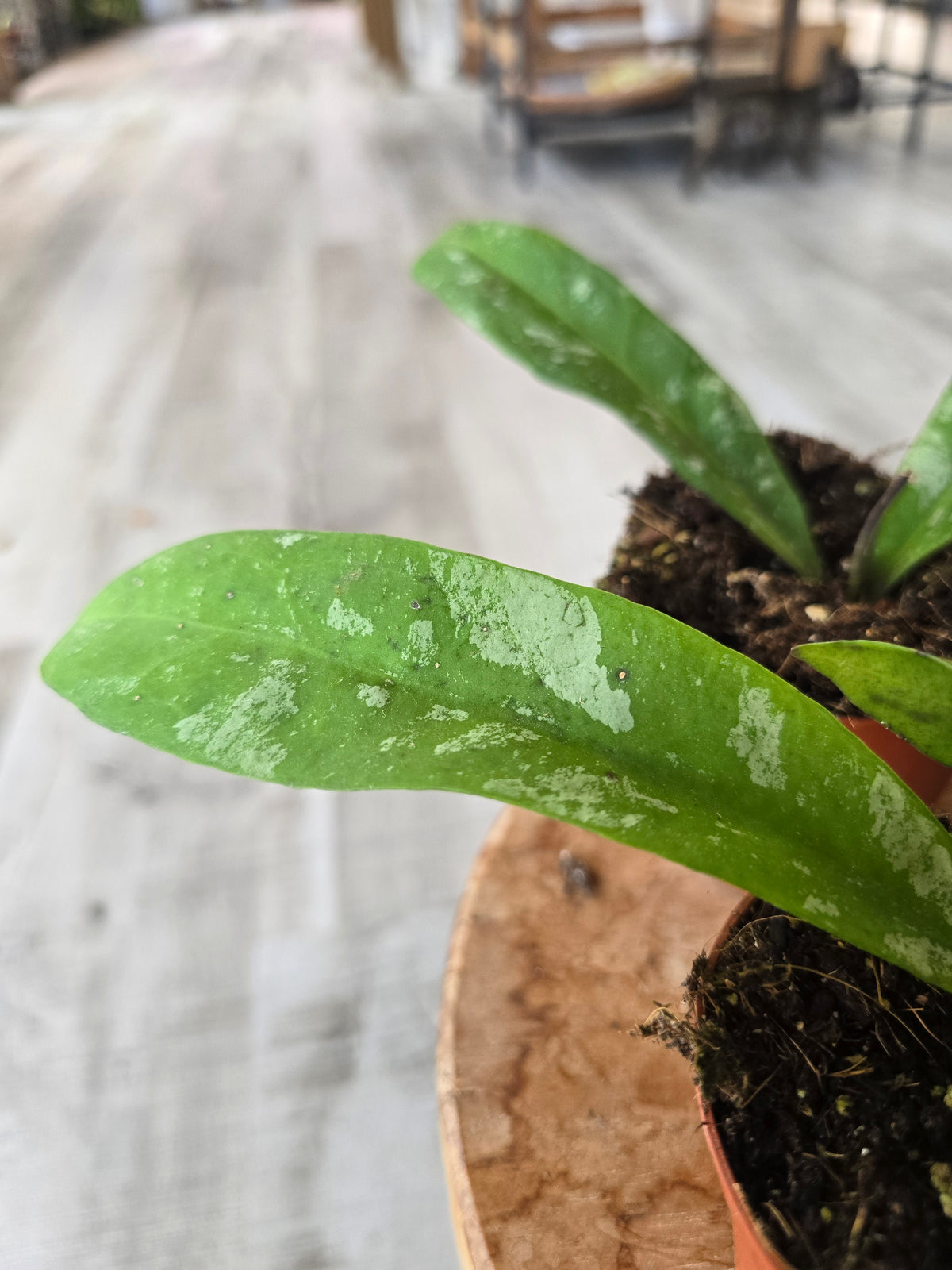 Hoya kaikoeana Splash sp. Dahlia